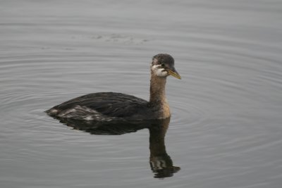 Red-necked Grebe-immature-Anchorage