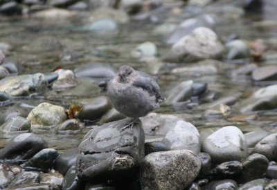 American Dipper-Anchorage