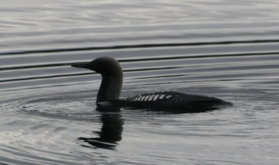 Pacific Loon-Anchorage