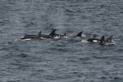 Orcas (Killer Whales)