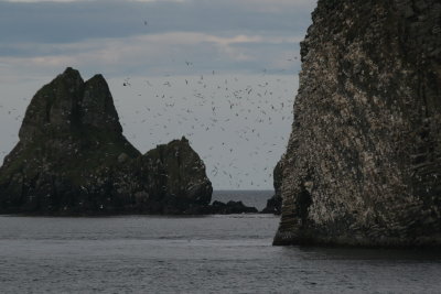 Thousands of seabirds