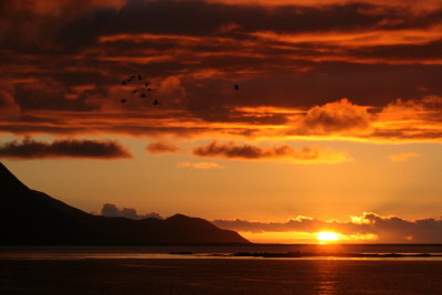 Attu, Alaska Birding Cruise