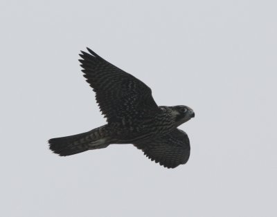 Peregrine Falcon-we saw these daily at sea
