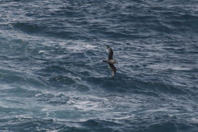 Solanders (Providence) Petrel west of Attu