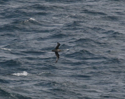 Solander's (Providence) Petrel-several of this rare bird were seen