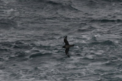 Solander's (Providence) Petrel