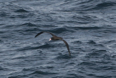rare Short-tailed Albatross