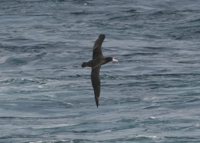 rare Short-tailed Albatross