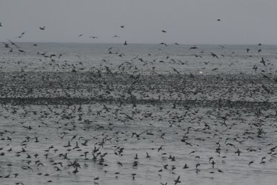 Over one million Short-tailed Shearwaters!