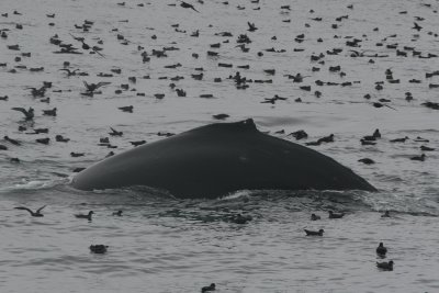 Humpback Whale amongst the Shearwaters