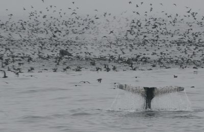Humpbacks and Shearwaters-an amazing sight!