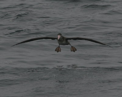 rare Short-tailed Albatross landing