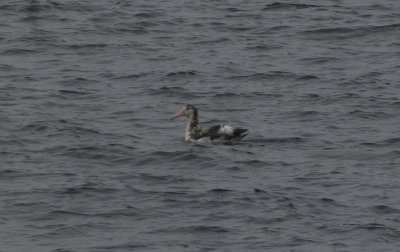 Short-tailed Albatross-subadult