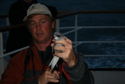 Marshall releasing a Fork-tailed Storm-Petrel