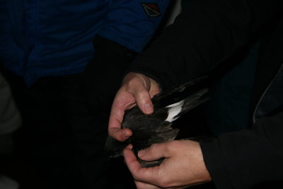 Leach's Storm-Petrel that landed on the deck