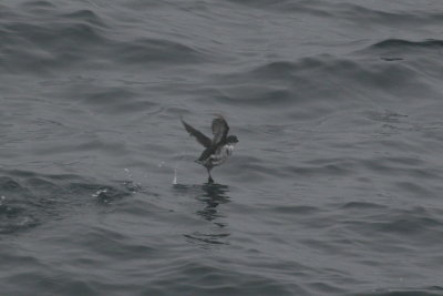 Least Auklet taking off