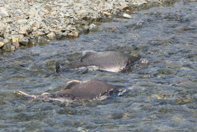 Pink Salmon working up the river