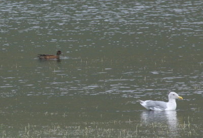 Eurasian Wigeon and Glaucous-winged Gull in Smew Pond