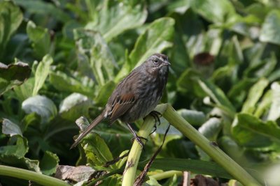 Song Sparrow-larger here and common