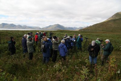 Taking a look at the Tufted Ducks