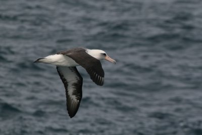 Laysan Albatross