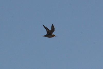 This Pacific Golden-Plover flew around the ship several times calling