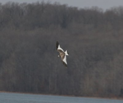 Sabine's Gull in Kentucky