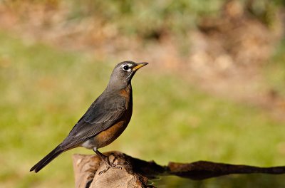 American Robin on birdbath IT0L8849 rsz.jpg