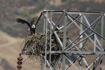 Bald Eagle leaving nest at Calaveras reservoir IT0L9193.jpg