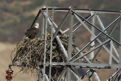 Bald Eagle on nest at Calaveras reservoir IT0L9191.jpg