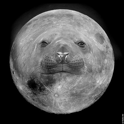 Moon-Seal.jpg