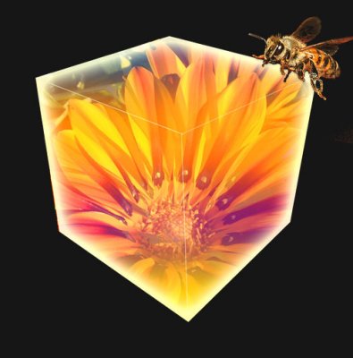 Bee-Cube.jpg