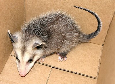 Screw-Tailed-Possum.jpg