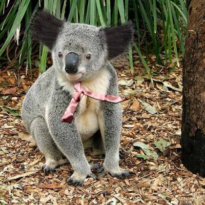 Stylish-Koala.jpg