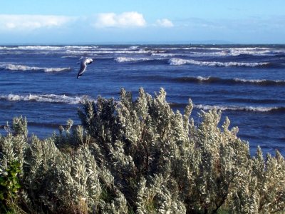 Windy beach 100_4873x.JPG