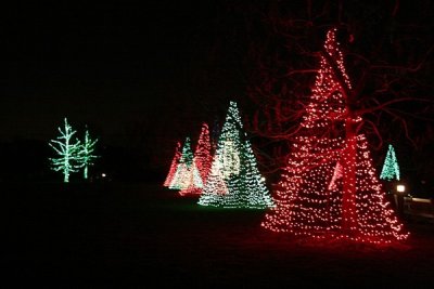 12.  The lighted trees turn on.