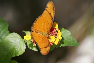 Aruban Butterflies