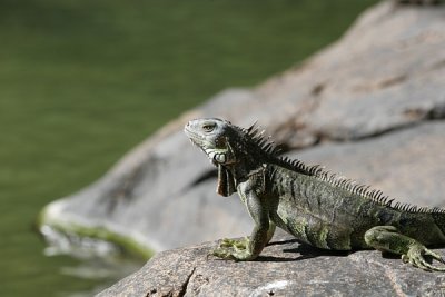 Aruban Iguanas