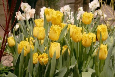 The 2007 Philadelphia Flower Show