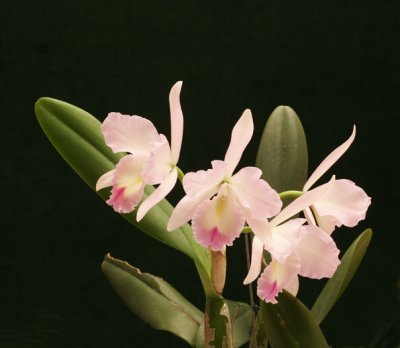 Orchids 009