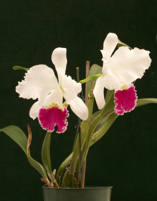 Orchids 010
