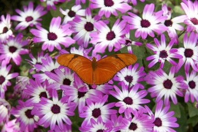 Butterfly on Cineraria - Third Place