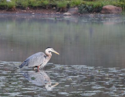 Great Blue Heron who came with me from Beach Haven.