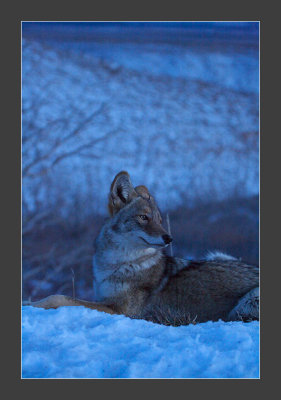 Nature & Animals
