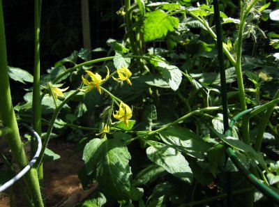 tomato blossoms