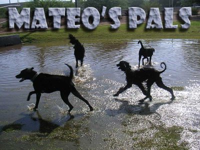 Mateo has lots of pals