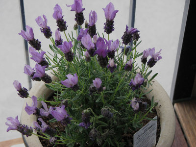 2007 030 fix.jpg