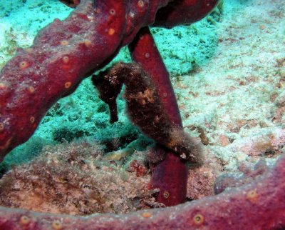 hipocampo de Bari Reef