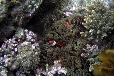 Clowns and Anemone