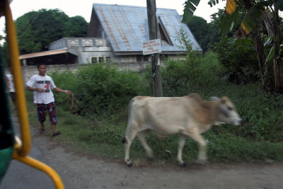 Cow Walk